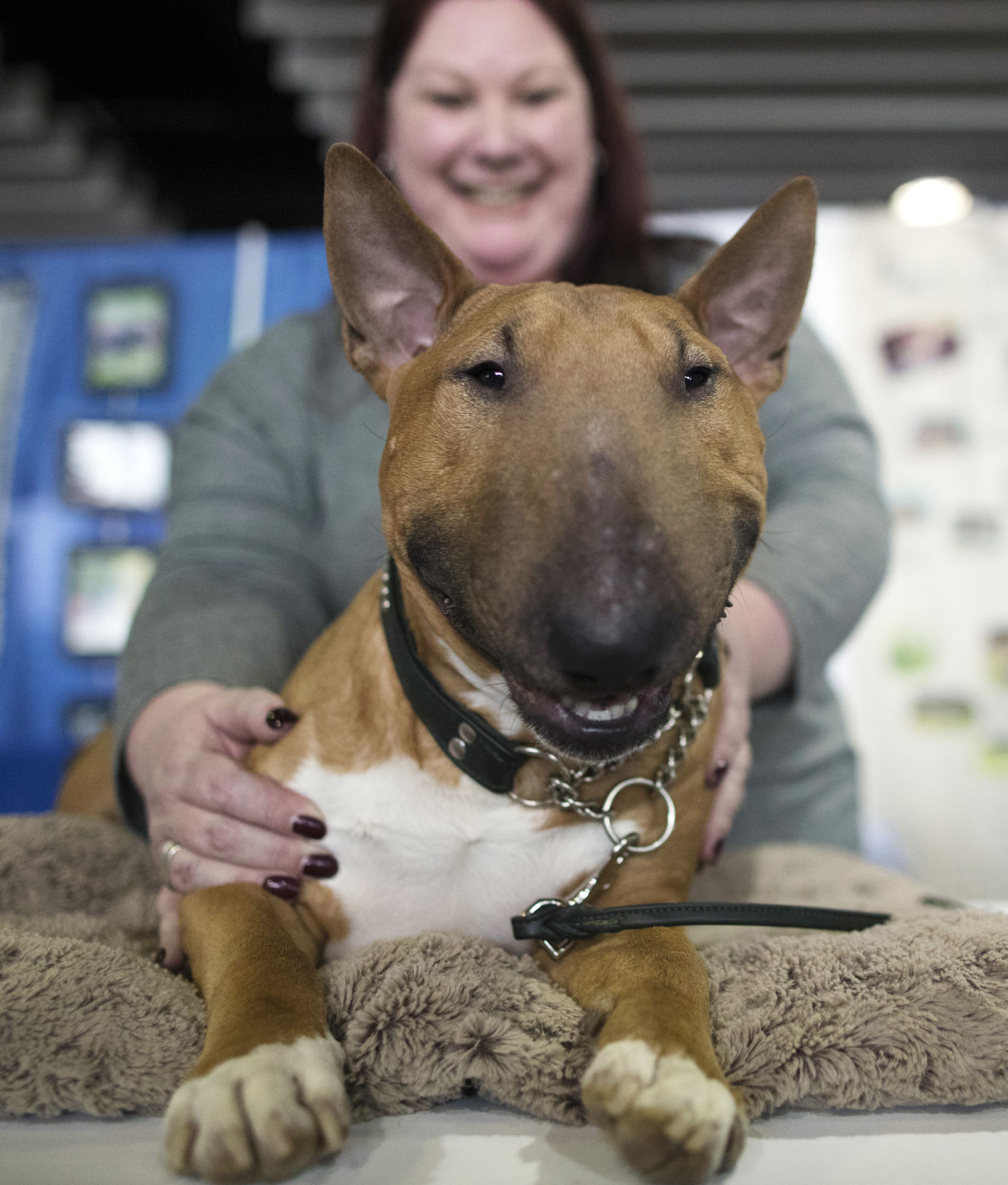 Westminster Dog Show